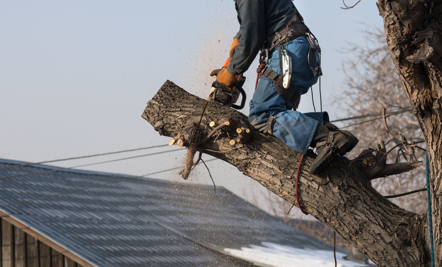 abattage-arbre-chalon-sur-saone-71100