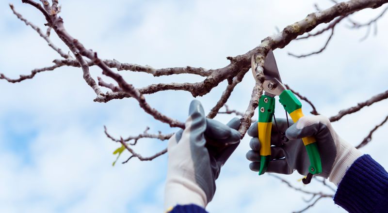Taille d'arbres fruitiers à Chalon-sur-Saône 71100