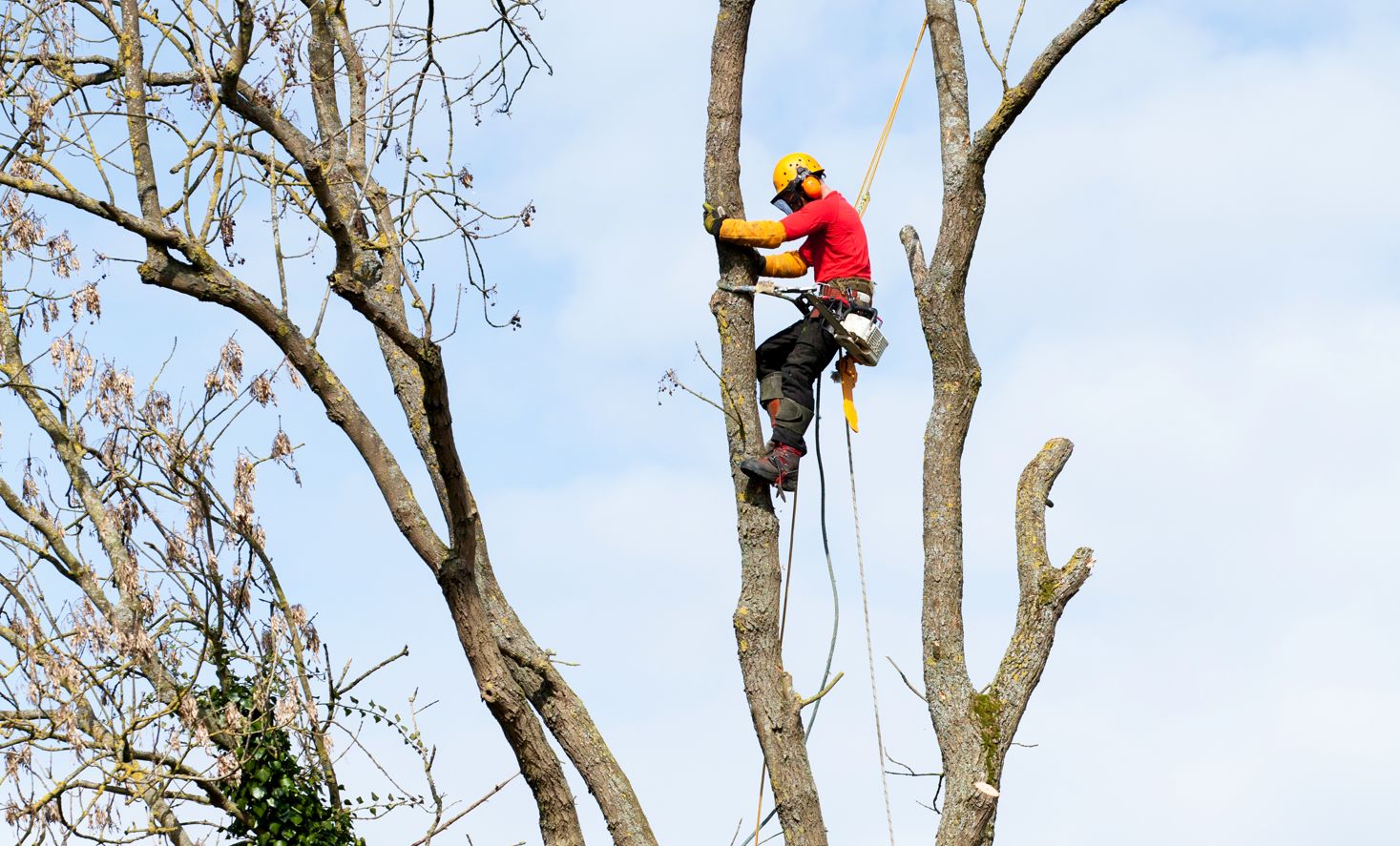 elagage-arbre-chalon-sur-saone-71100