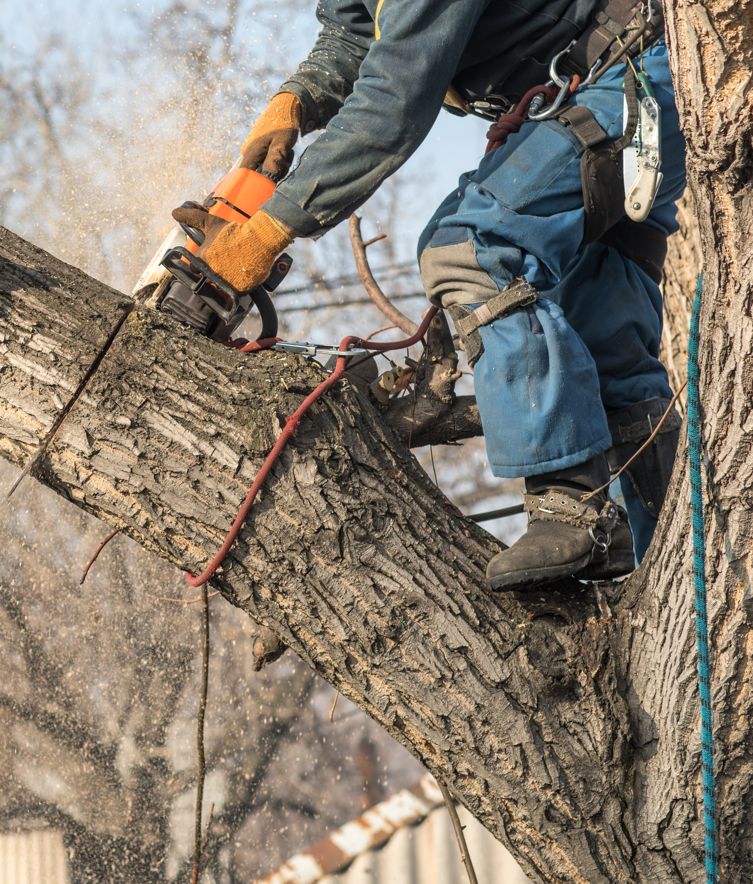 elagage-chalon-sur-saone-71100