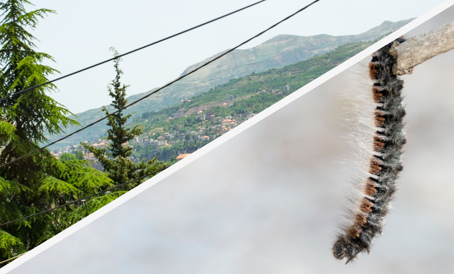 intervention-chenilles-processionnaires-chalon-sur-saone-71100