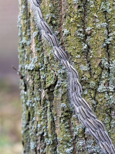intervention-chenilles-processionnaires-chalon-sur-saone