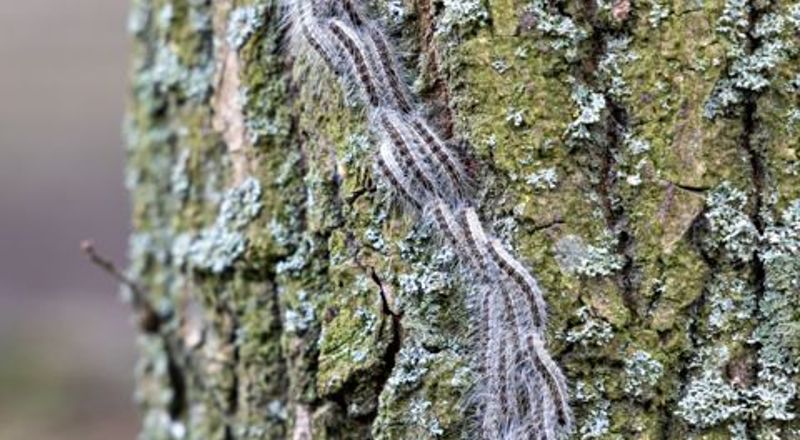 Chenilles processionnaires à Blanzy