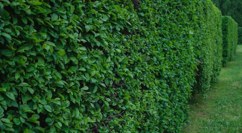 Taille de haies à Épervans