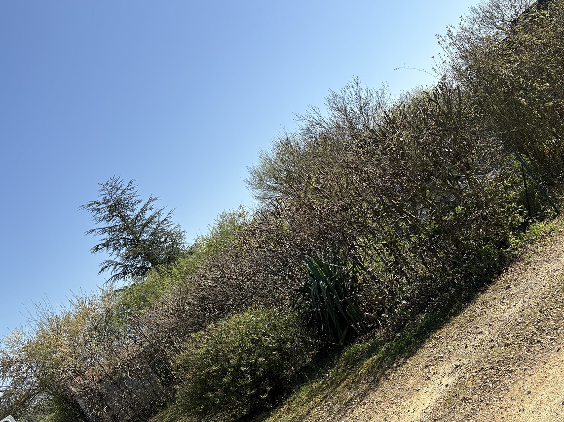 Entretien haies chalon sur saone 71100