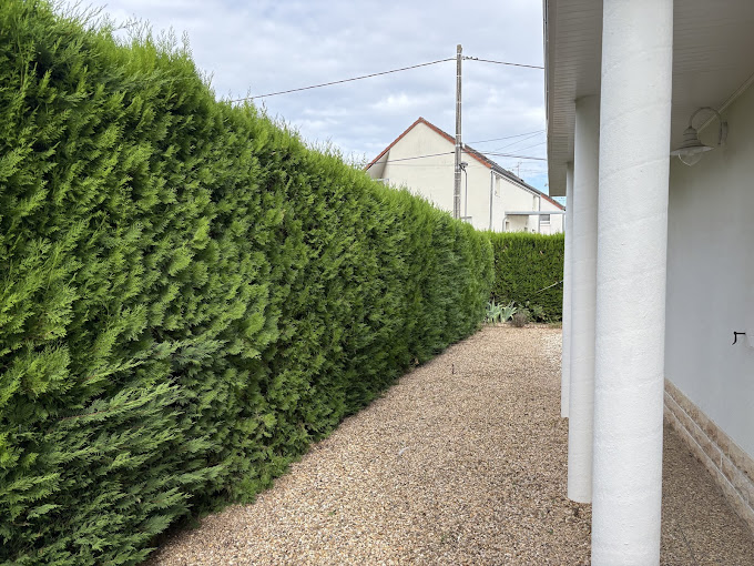 Taille de haie meursault 21190