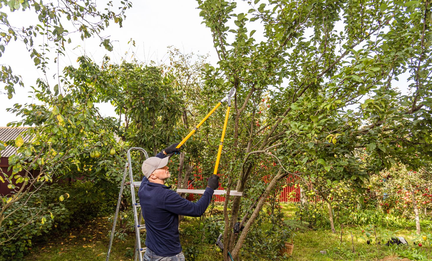 taille-arbre-fruitier-chalon-sur-saone-71100
