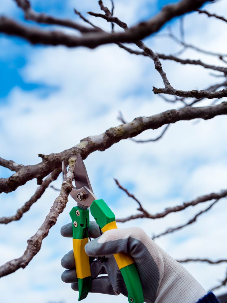 taille-arbre-fruitier-chalon-sur-saone