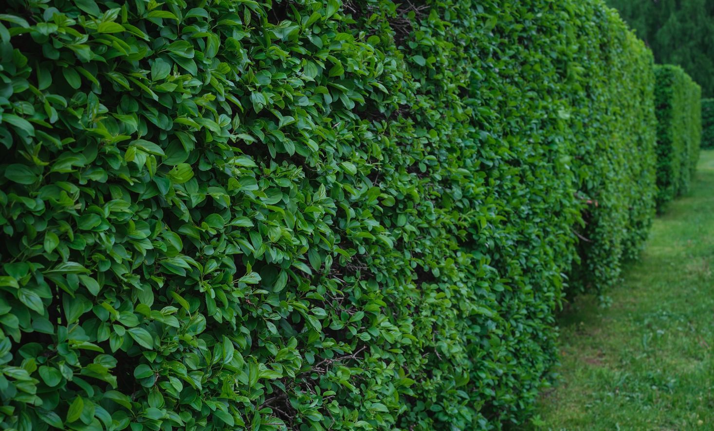 taille-de-haie-vegetale-chalon-sur-saone-71100